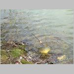 Kozlov 2.4.2008. -4.JPG